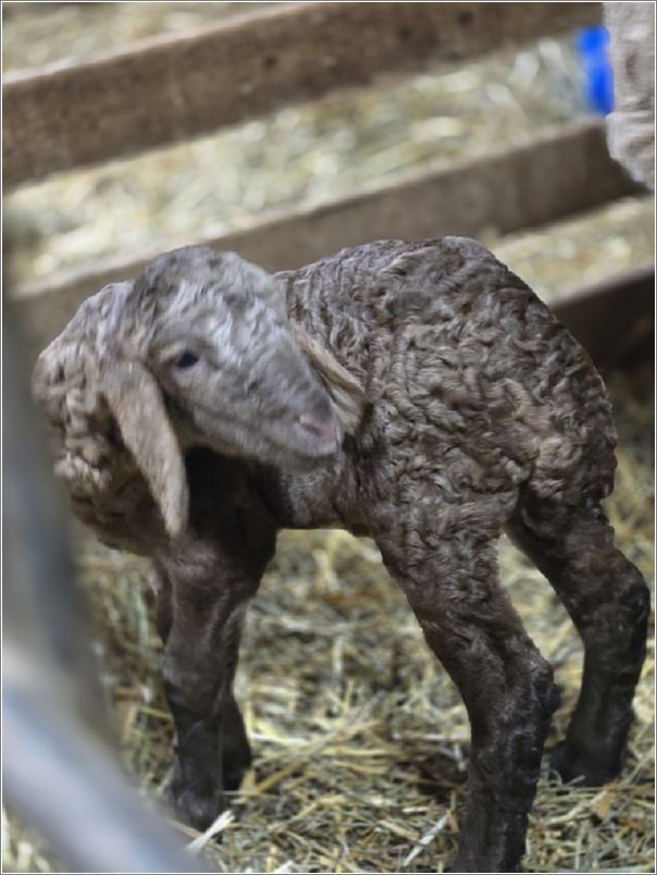 Two-week-old surprise ewe lamb. Photo: Letty Klein.
